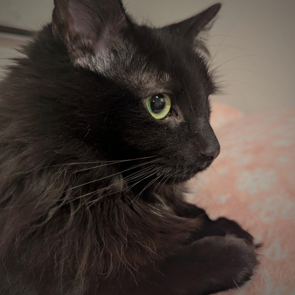 Wynter, Adoptable, Adult Female Domestic Long Hair.
