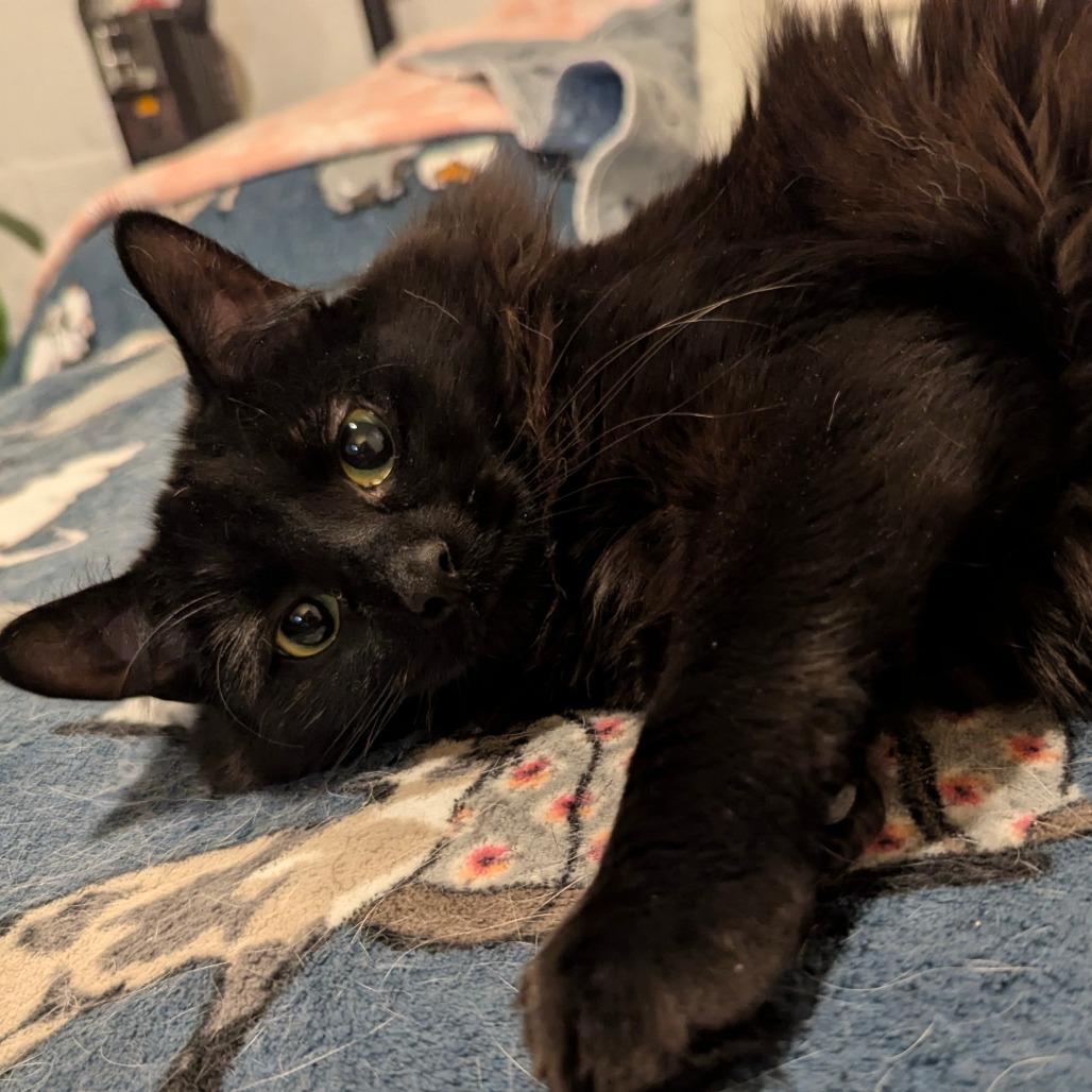 Enlarge Wynter, a Adoptable Domestic Long Hair in Reisterstown, MD image 2/5