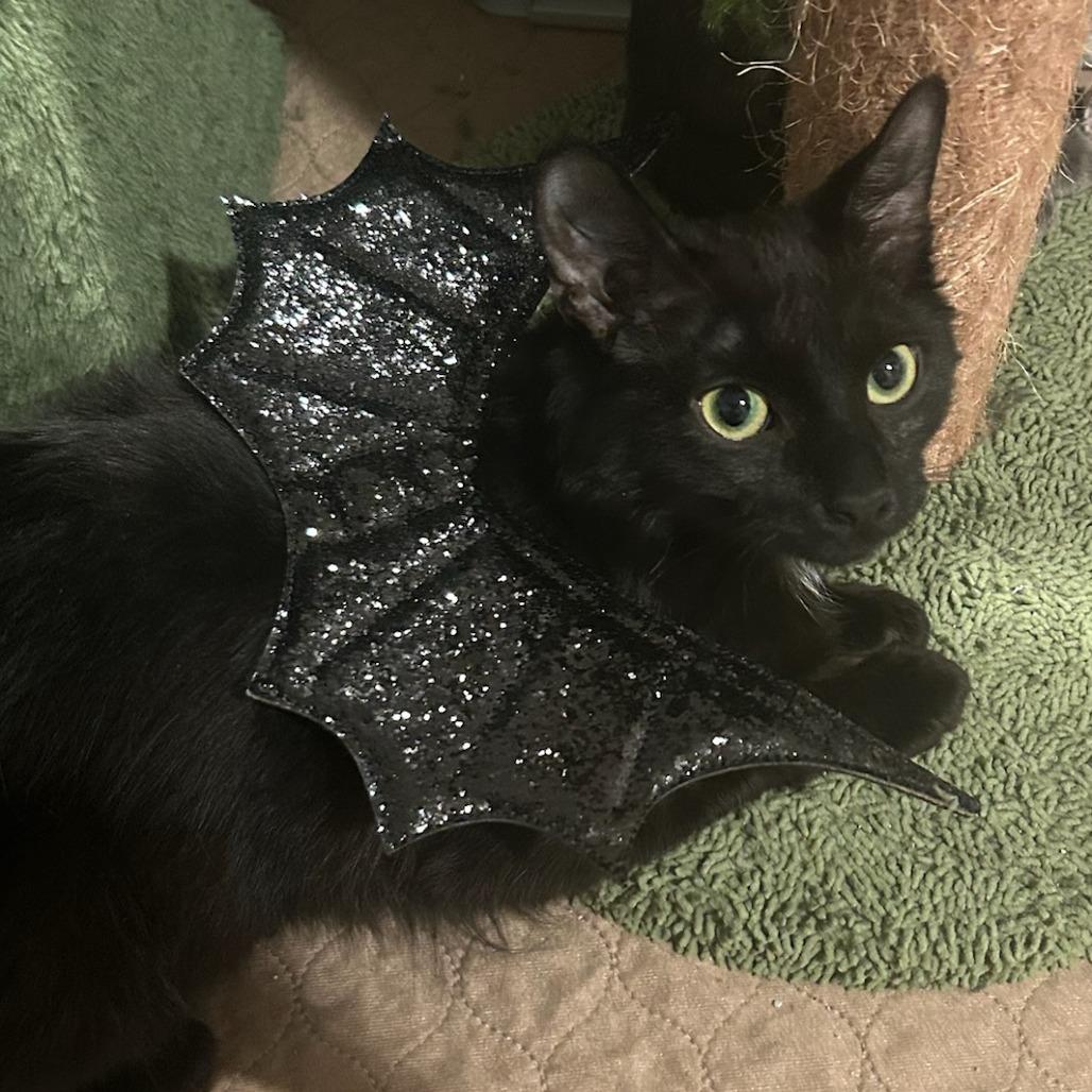 Enlarge Wynter, a Adoptable Domestic Long Hair in Reisterstown, MD image 3/5