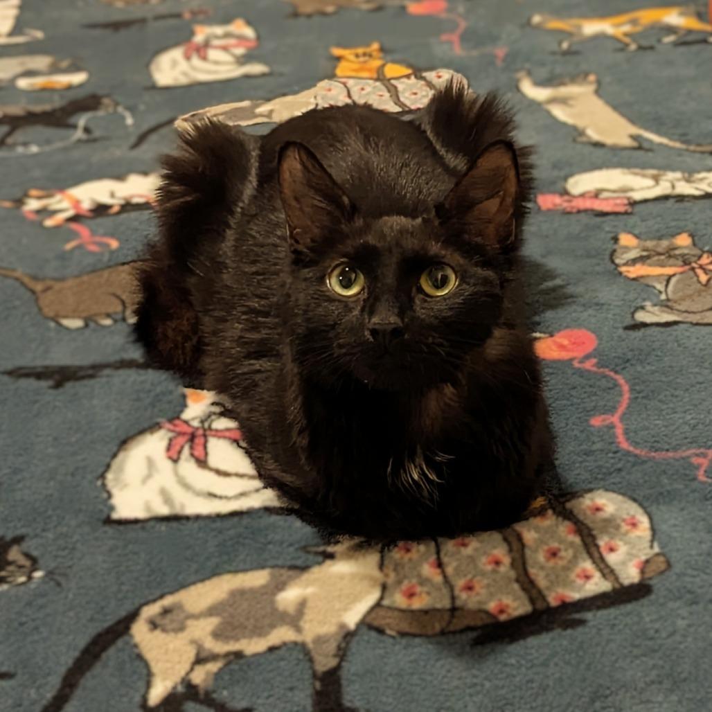 Enlarge Wynter, a Adoptable Domestic Long Hair in Reisterstown, MD image 4/5