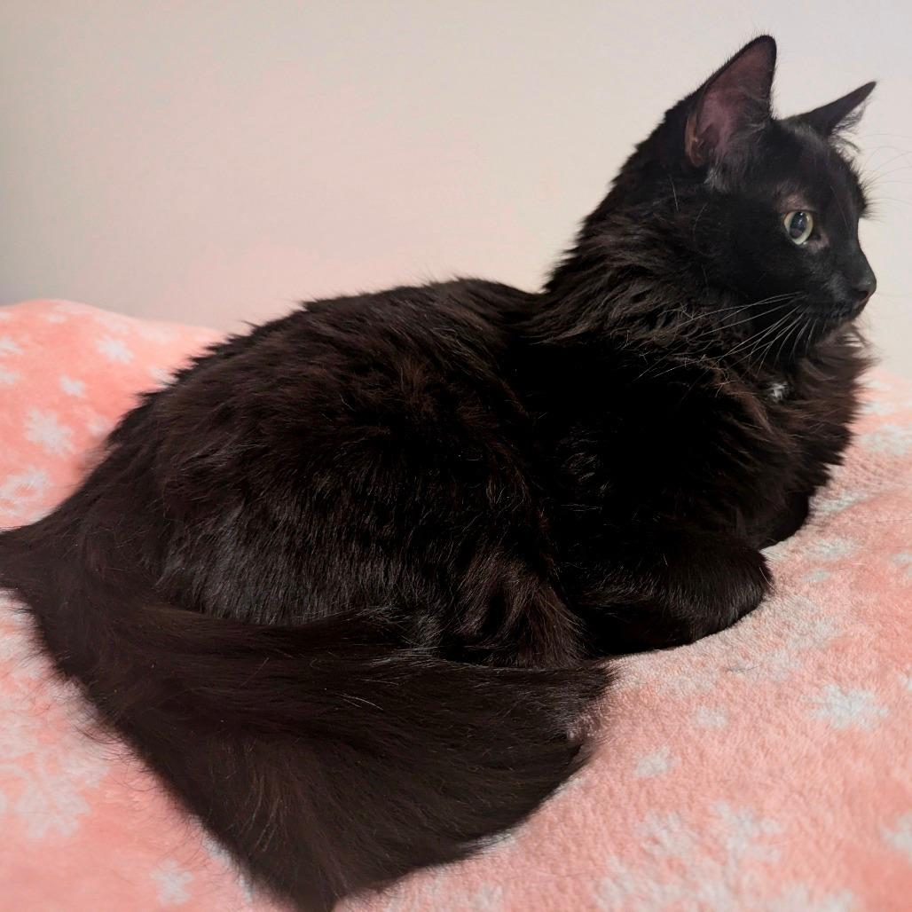 Enlarge Wynter, a Adoptable Domestic Long Hair in Reisterstown, MD image 5/5