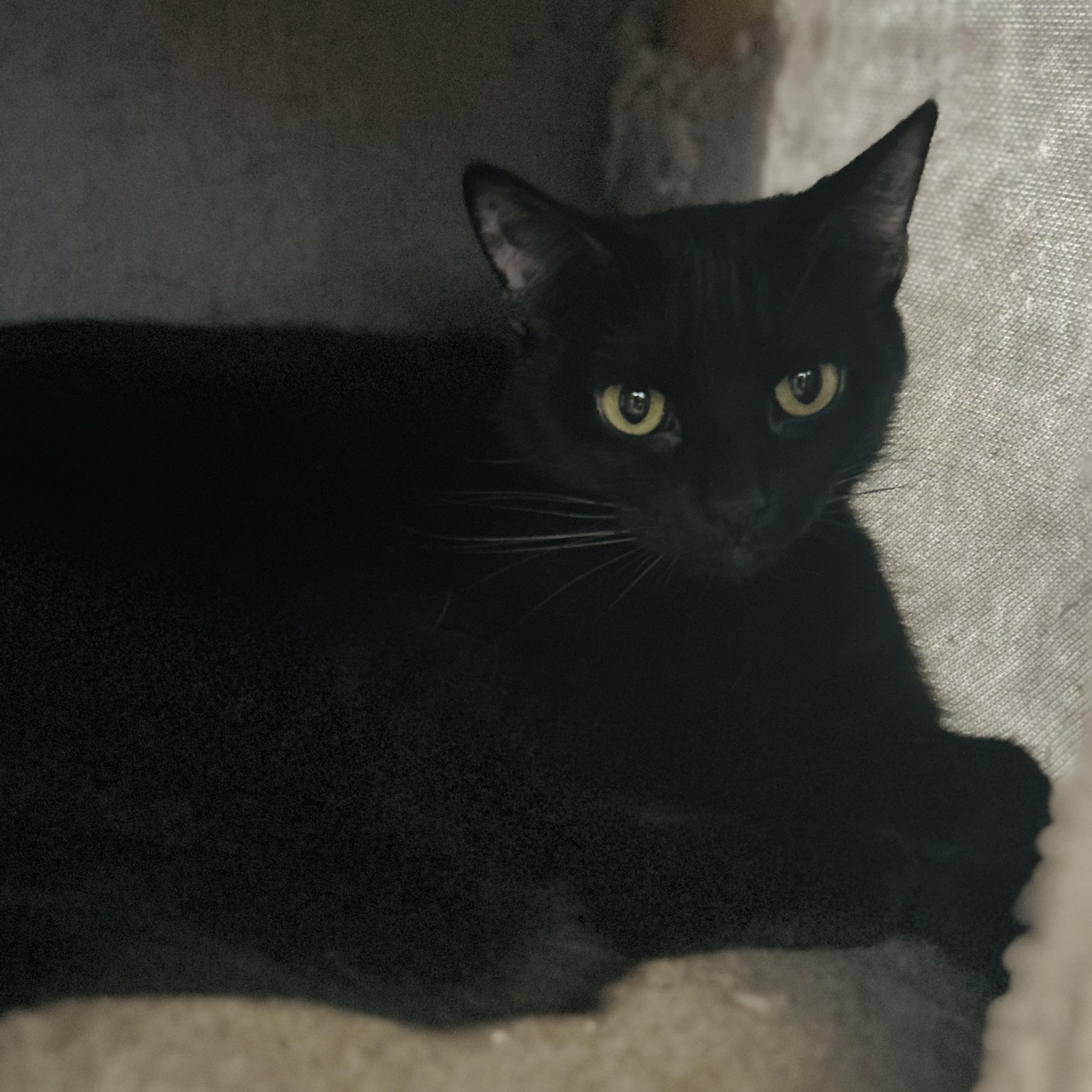 Enlarge Midnight, a Adoptable Domestic Short Hair in Seguin, TX image 3/6