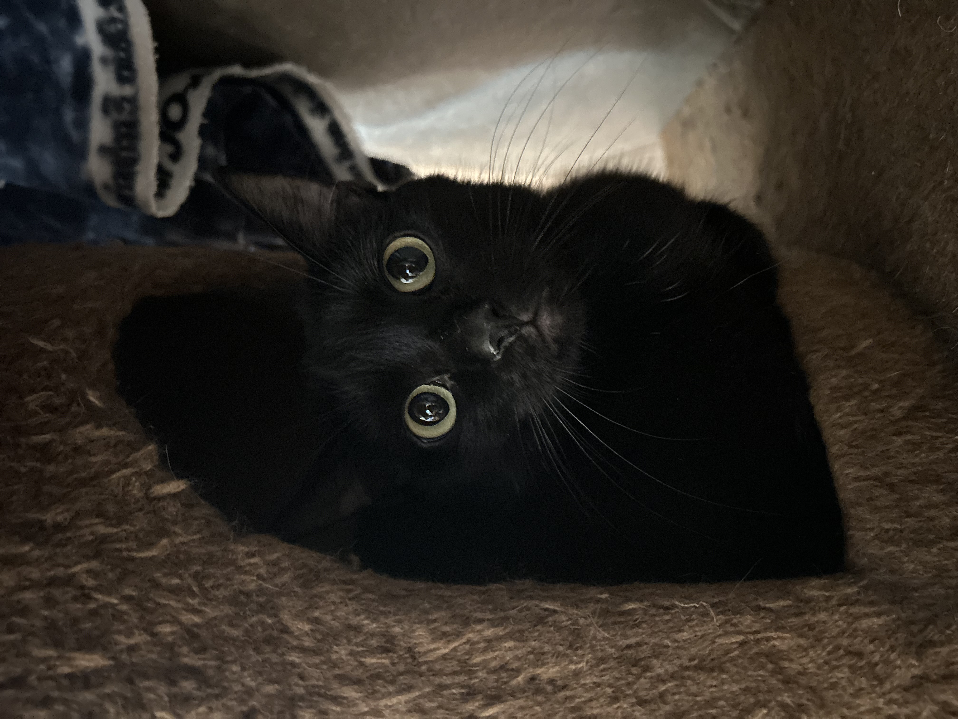 Midnight, Adoptable, Adult Female Domestic Short Hair.