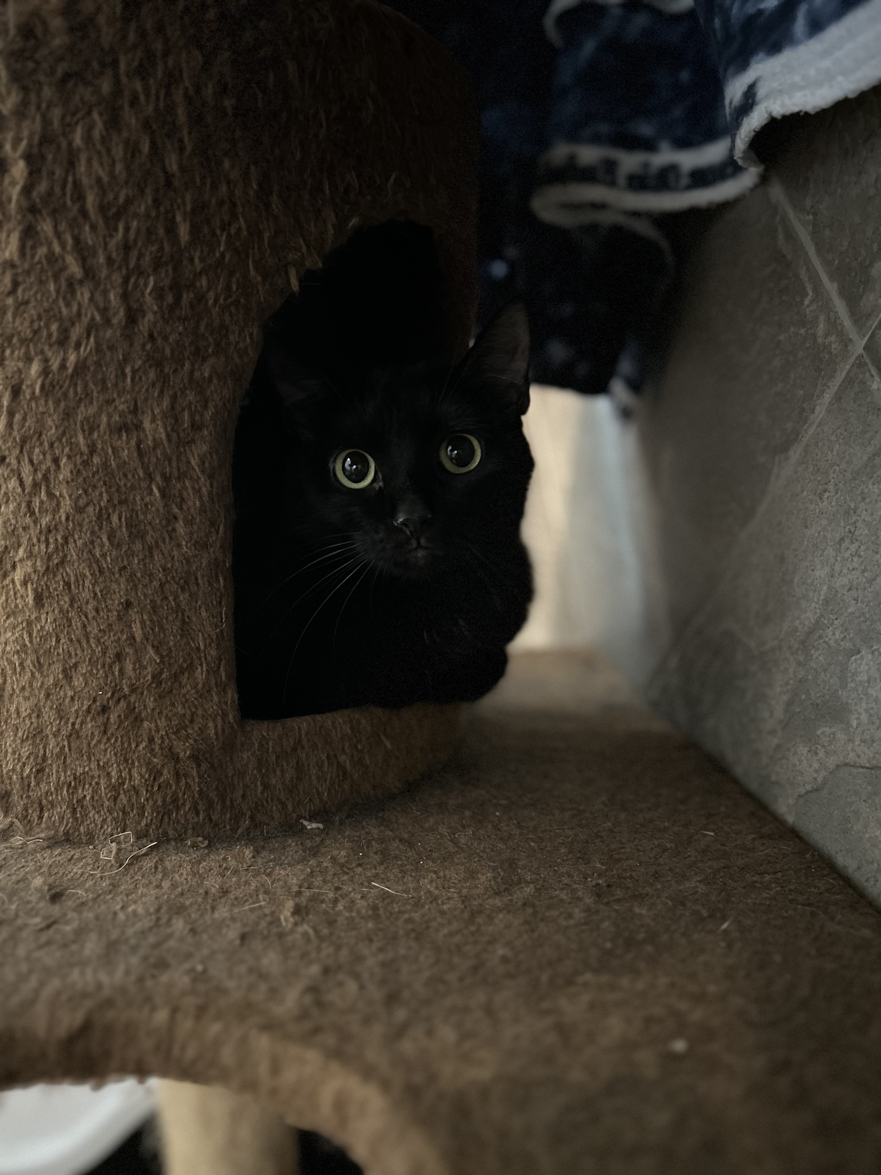 Enlarge Midnight, a Adoptable Domestic Short Hair in Seguin, TX image 5/6