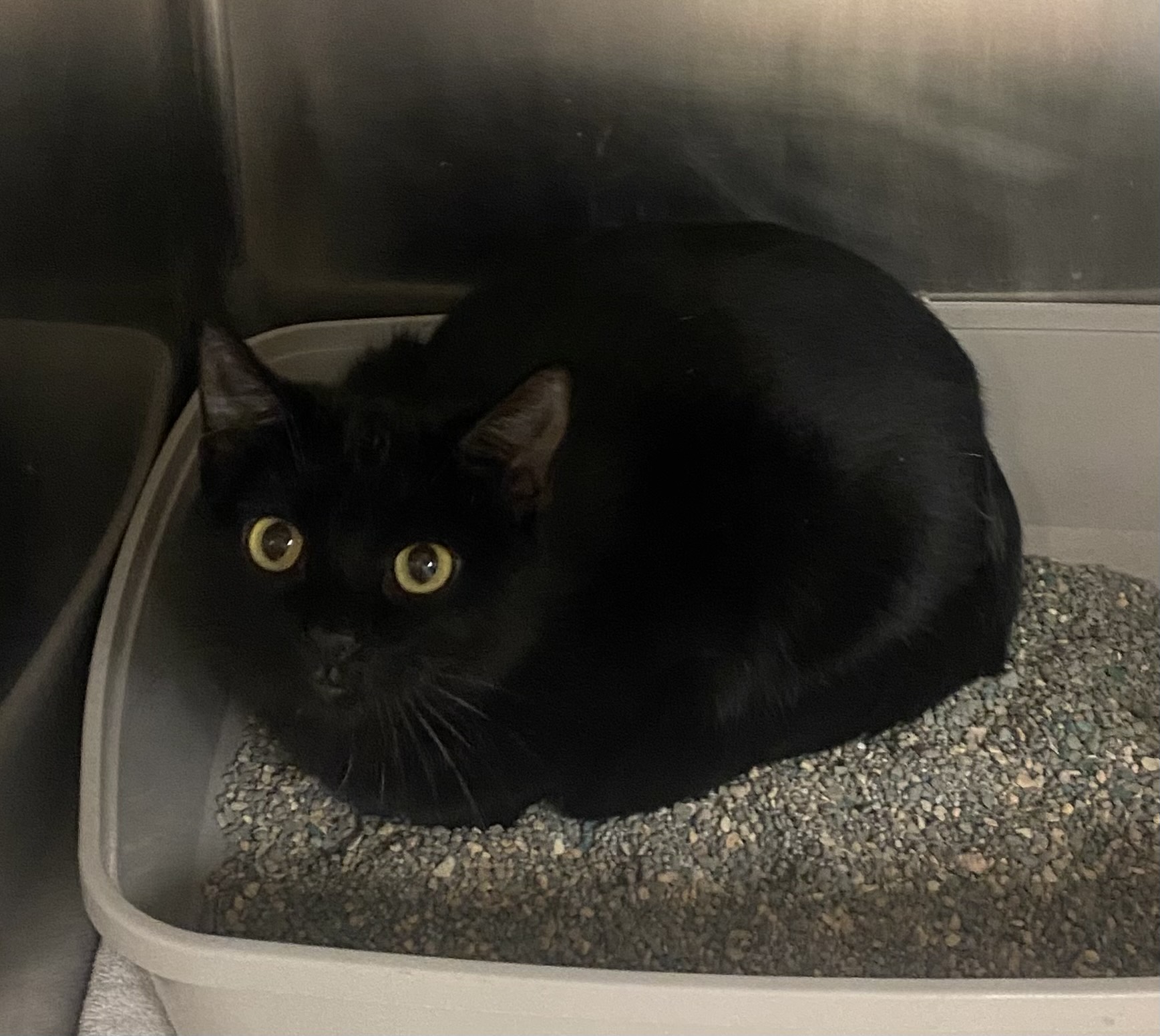 Enlarge Midnight, a Adoptable Domestic Short Hair in Seguin, TX image 4/6