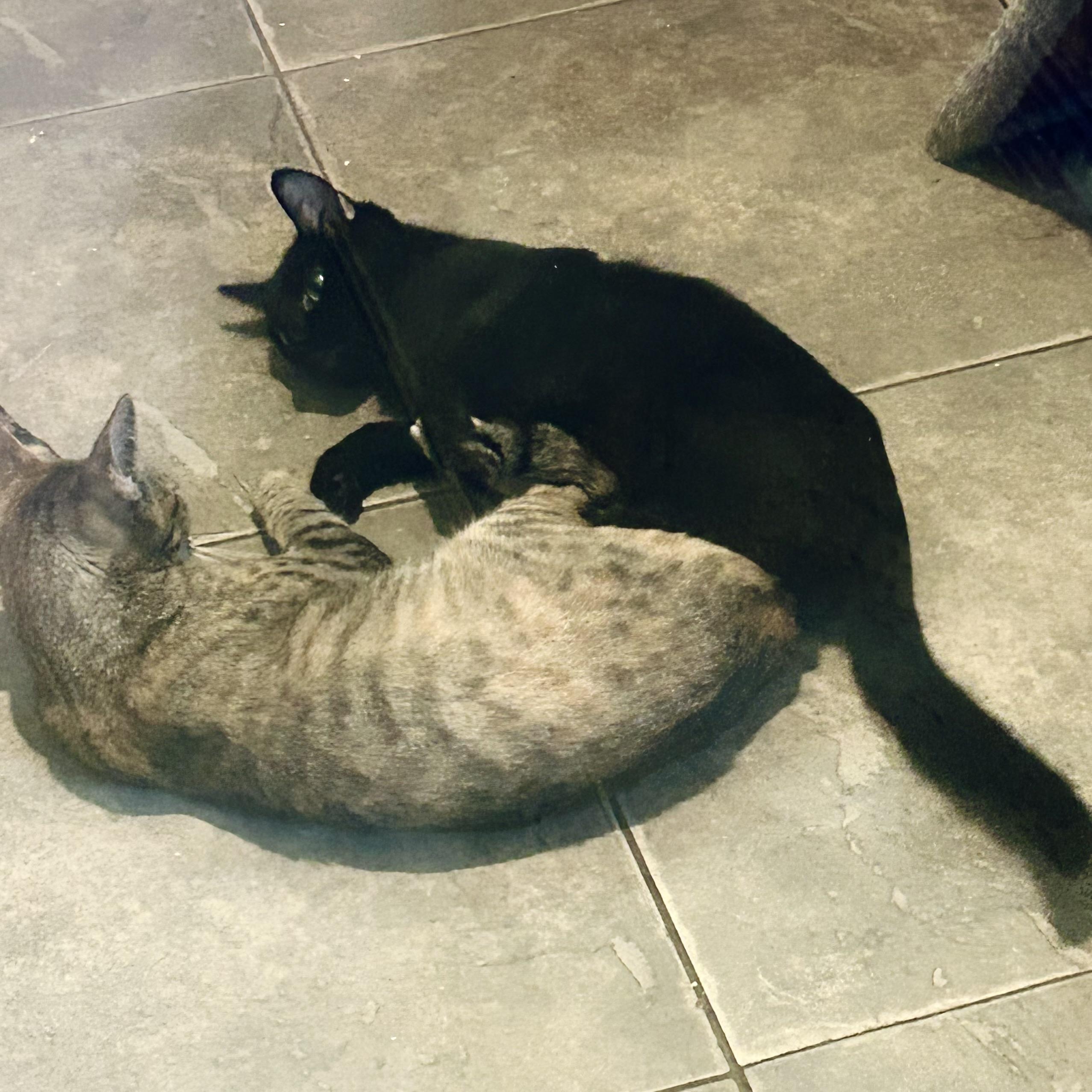 Enlarge Midnight, a Adoptable Domestic Short Hair in Seguin, TX image 2/6