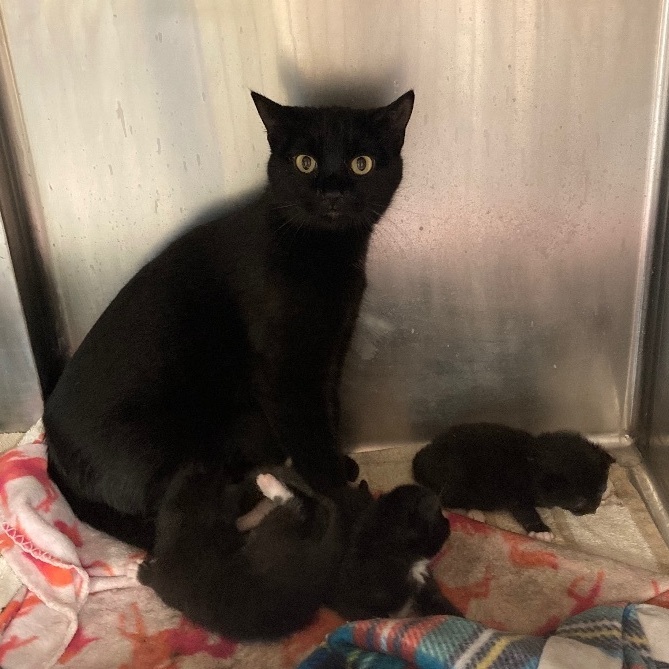 Enlarge Midnight, a Adoptable Domestic Short Hair in Seguin, TX image 3/6