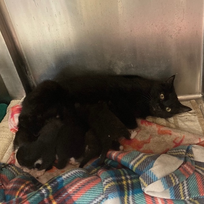 Enlarge Midnight, a Adoptable Domestic Short Hair in Seguin, TX image 6/6