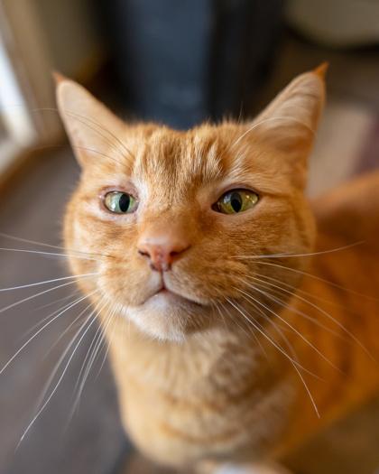 Enlarge Klause, a Adoptable mixed breed in El Dorado Hills, CA image 1/1