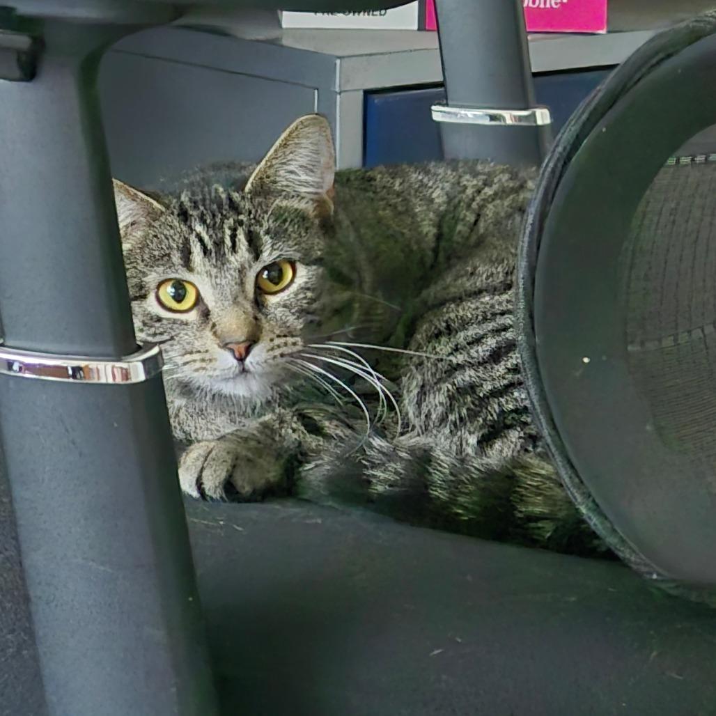 Ash, Adoptable, Adult Female Domestic Short Hair.