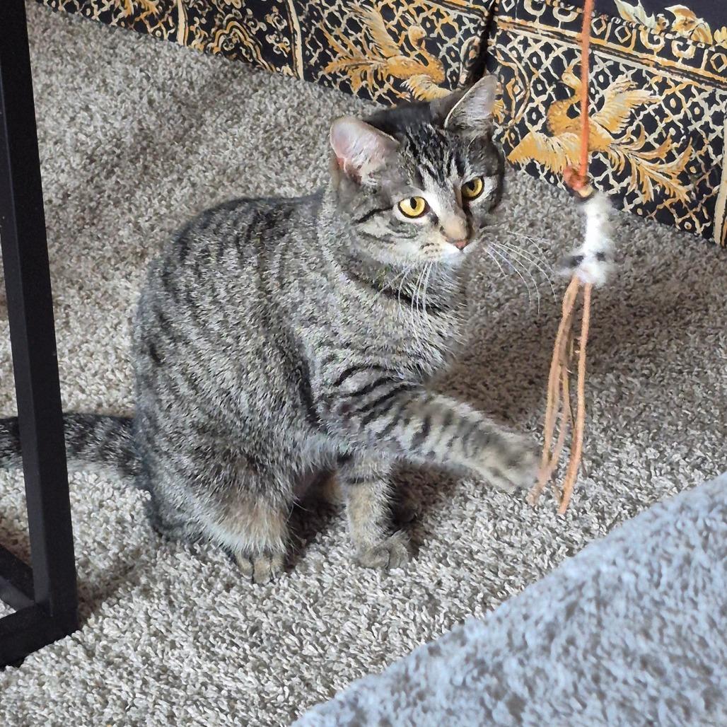 Enlarge Ash, a Adoptable Domestic Short Hair in Madison, WI image 2/6