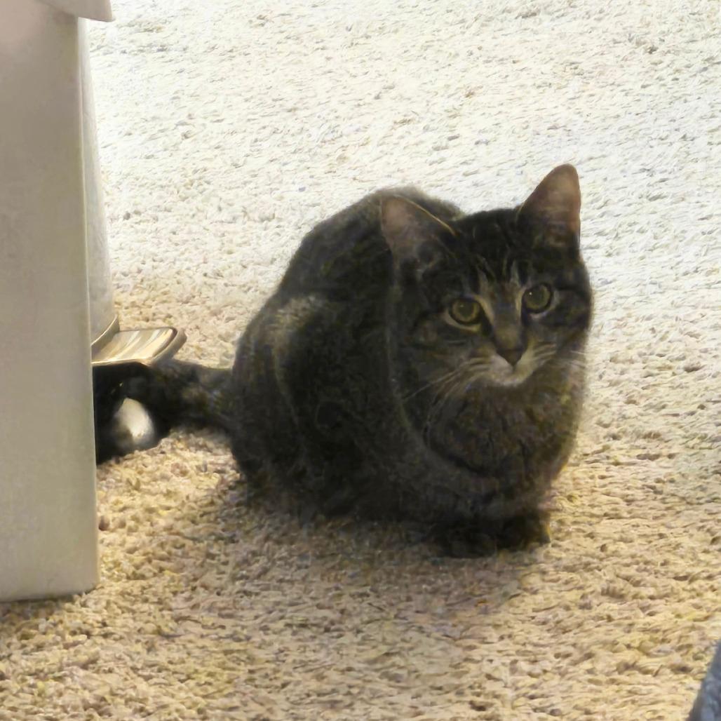 Enlarge Ash, a Adoptable Domestic Short Hair in Madison, WI image 3/6