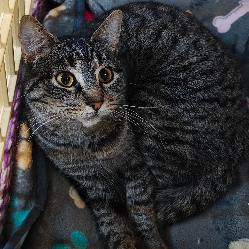 Enlarge Ash, a Adoptable Domestic Short Hair in Madison, WI image 1/2