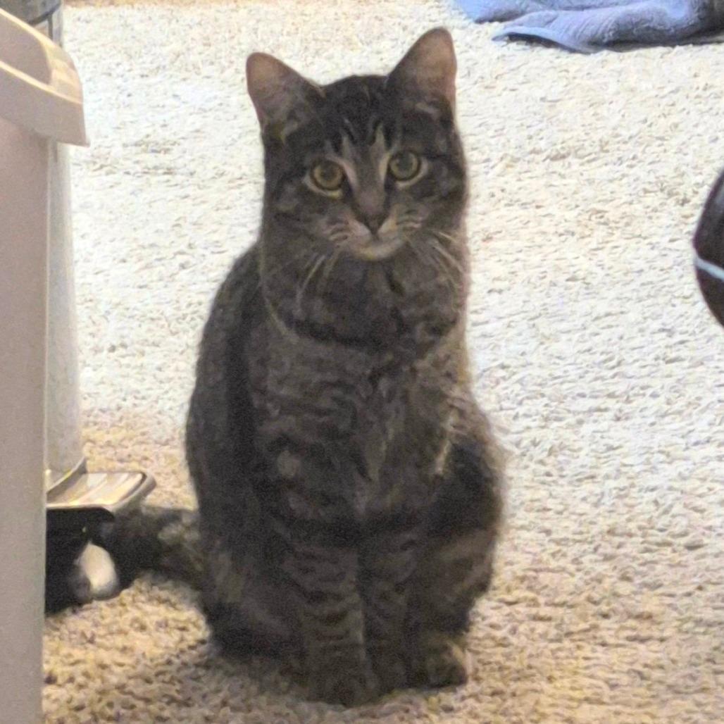 Enlarge Ash, a Adoptable Domestic Short Hair in Madison, WI image 6/6