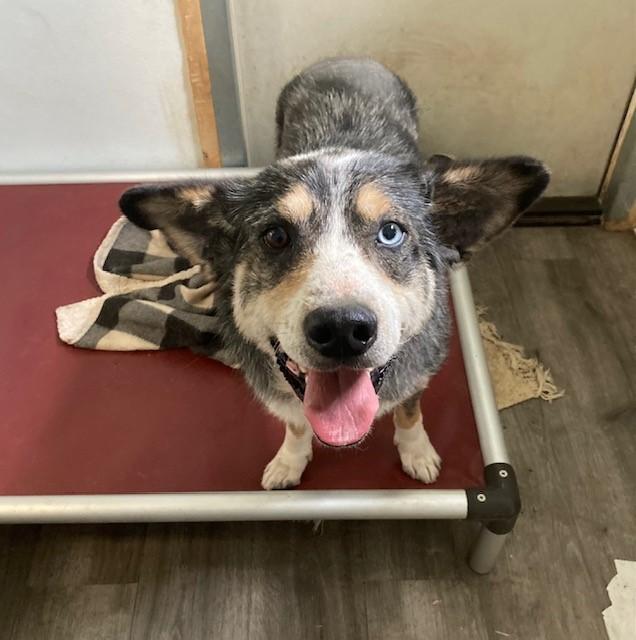 Captain Jack, Adult Male Australian Shepherd