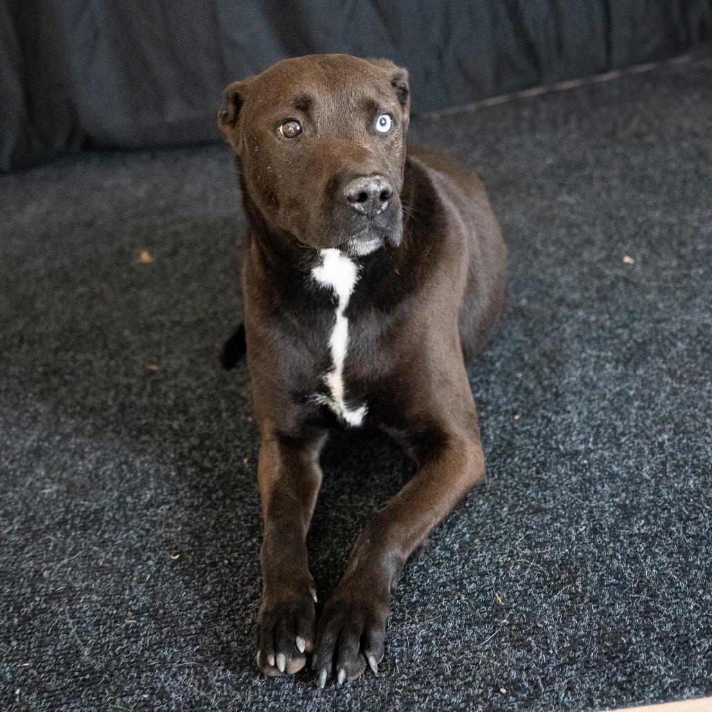 Enlarge WILLIE, a Adoptable mixed breed in Point Richmond, CA image 1/6