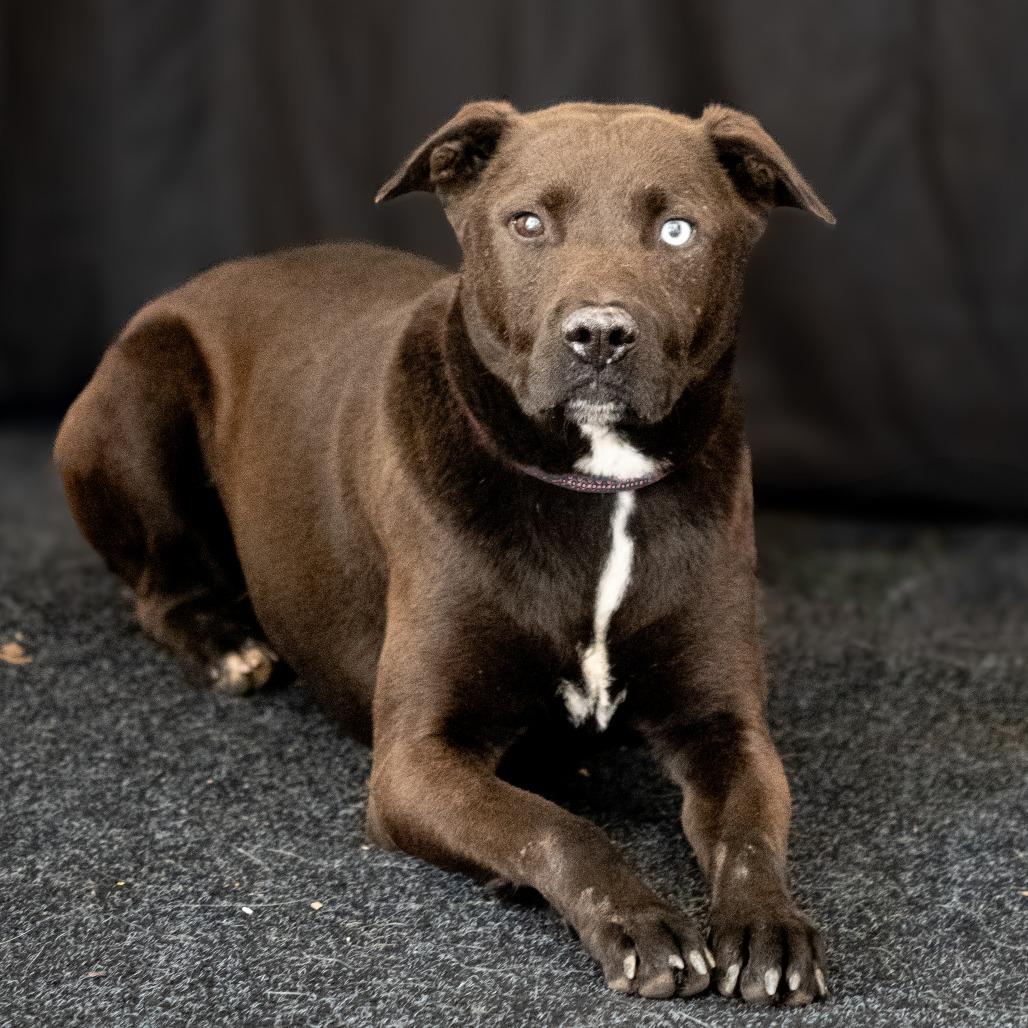 Enlarge WILLIE, a Adoptable mixed breed in Point Richmond, CA image 3/6