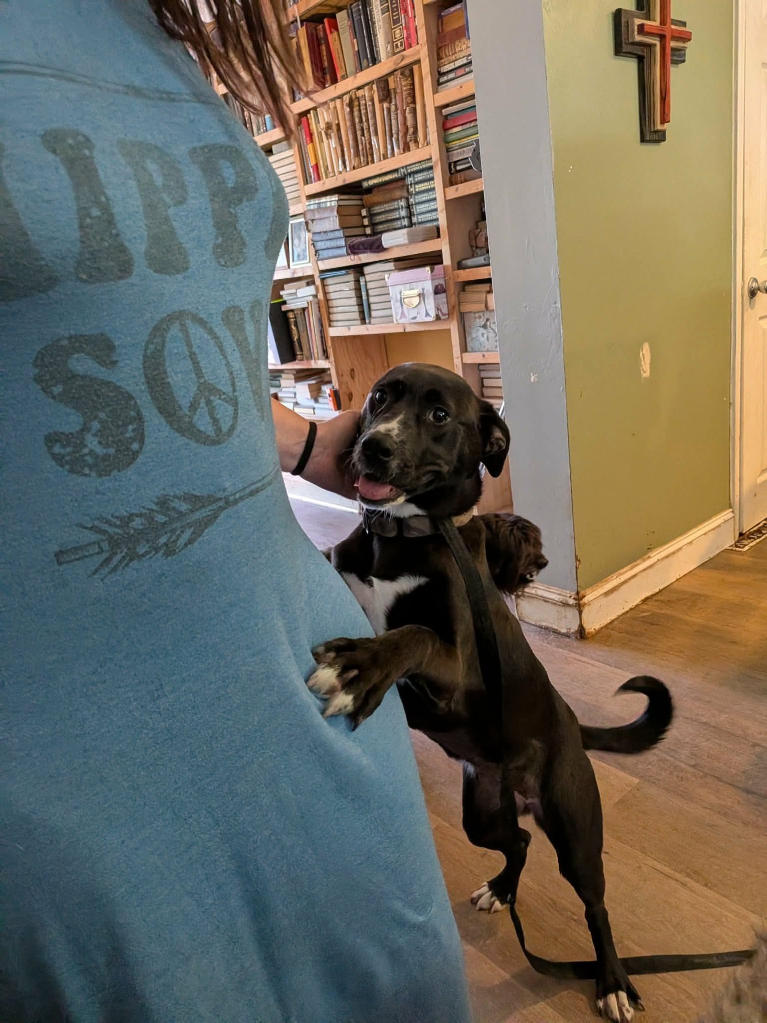 Peep, an adoptable mixed breed in Charlotte, NC image 3/5
