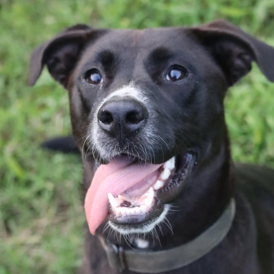 Peep, adoptable, Puppy Female Labrador Retriever & Border Collie.