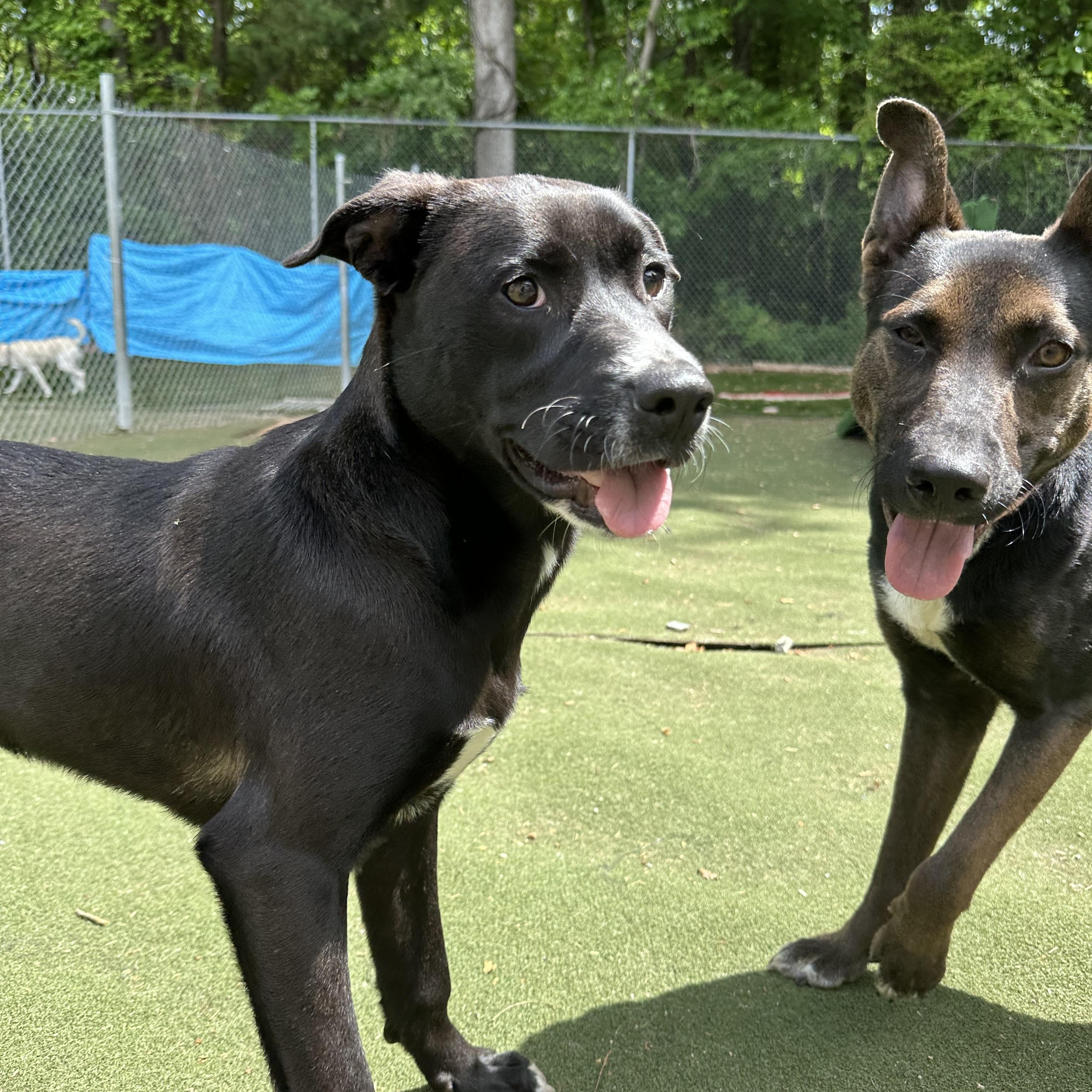 Peep, an adoptable mixed breed in Charlotte, NC image 4/5