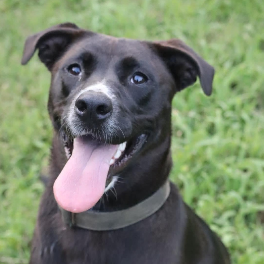 Enlarge Peep, an adoptable mixed breed in Charlotte, NC image 6/6