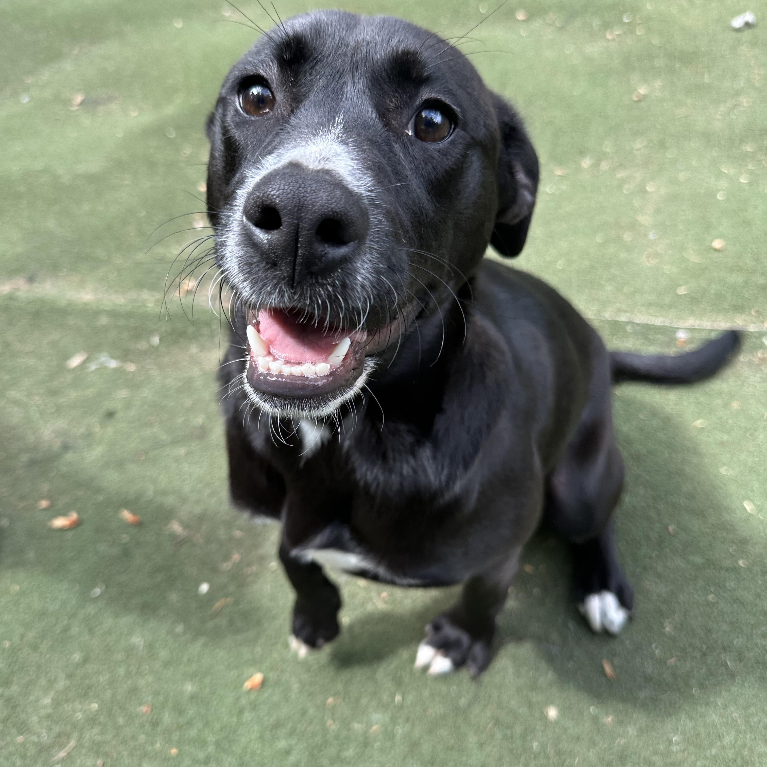 Peep, adoptable, Puppy Female Labrador Retriever.