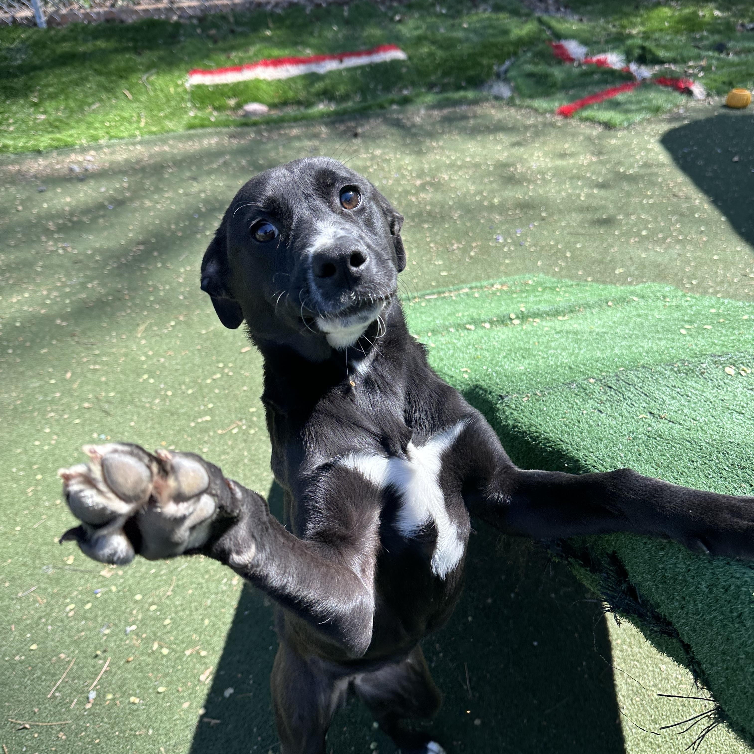 Peep, an adoptable mixed breed in Charlotte, NC image 5/5