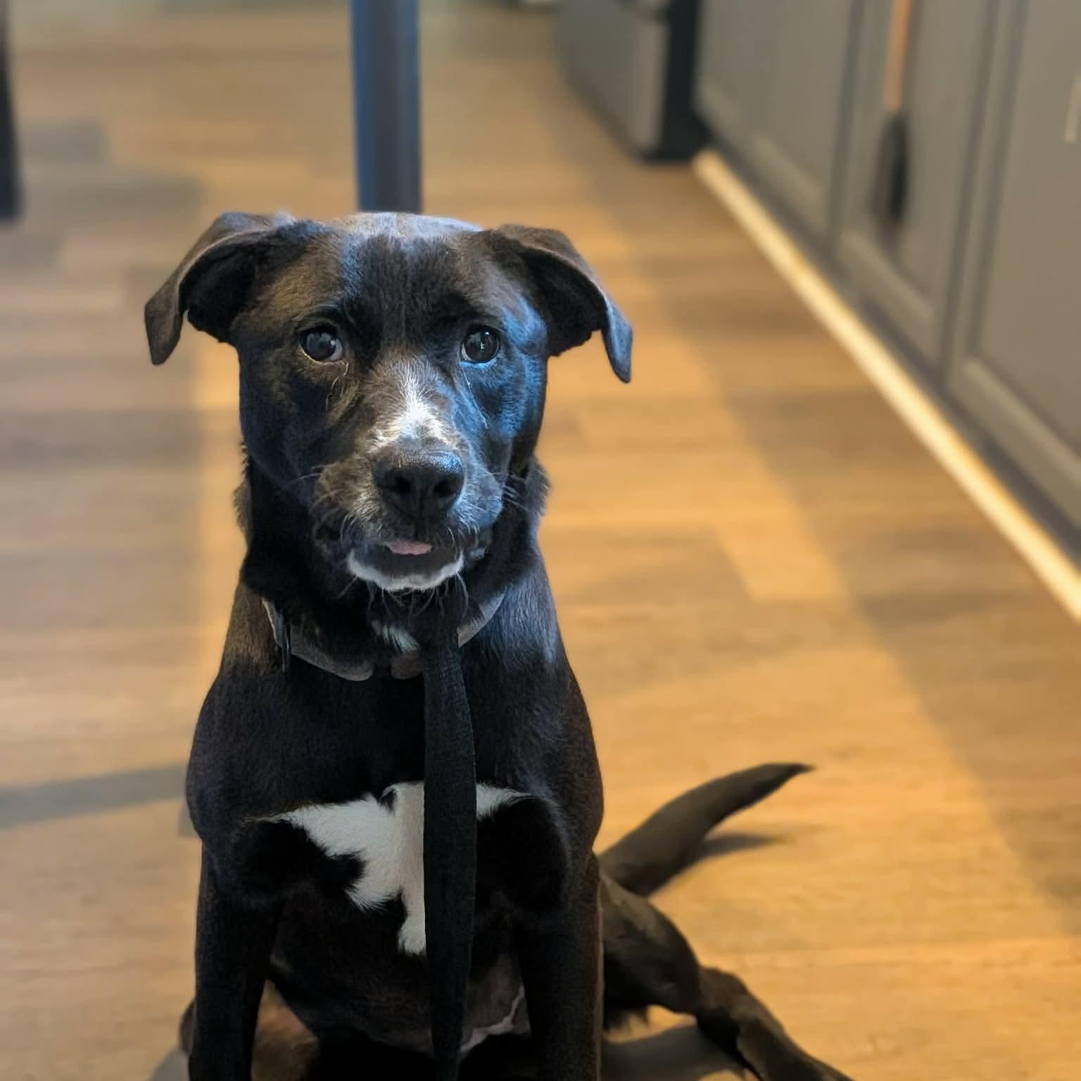 Peep, an adoptable mixed breed in Charlotte, NC image 2/5
