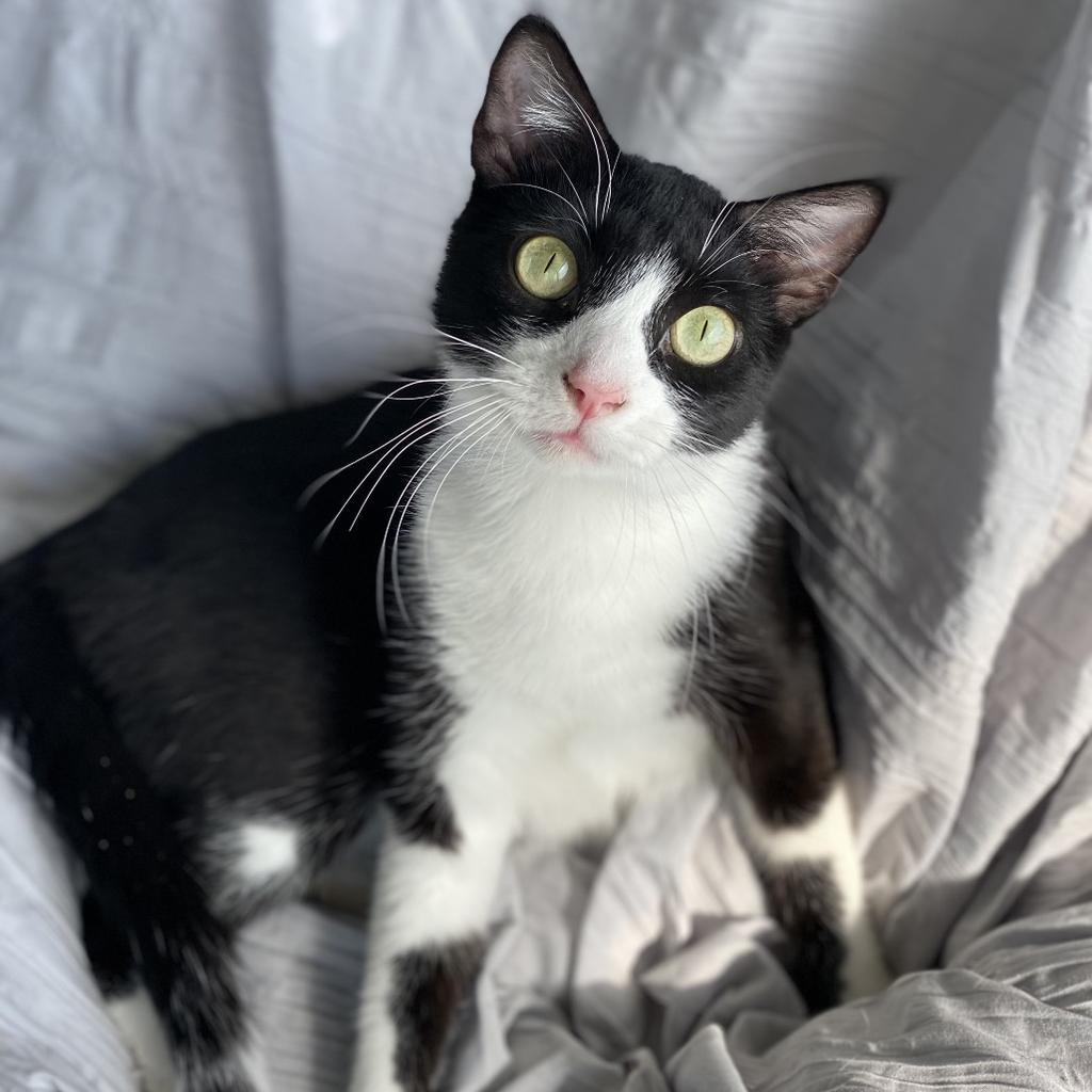 Frogger, Adoptable, Young Male Domestic Short Hair.