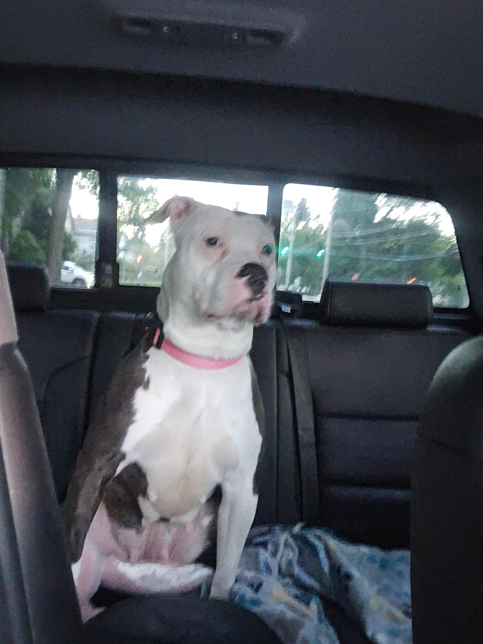 Rain/Rayne, a ADOPTABLE Pit Bull Terrier in Bristol, VT image 3/6