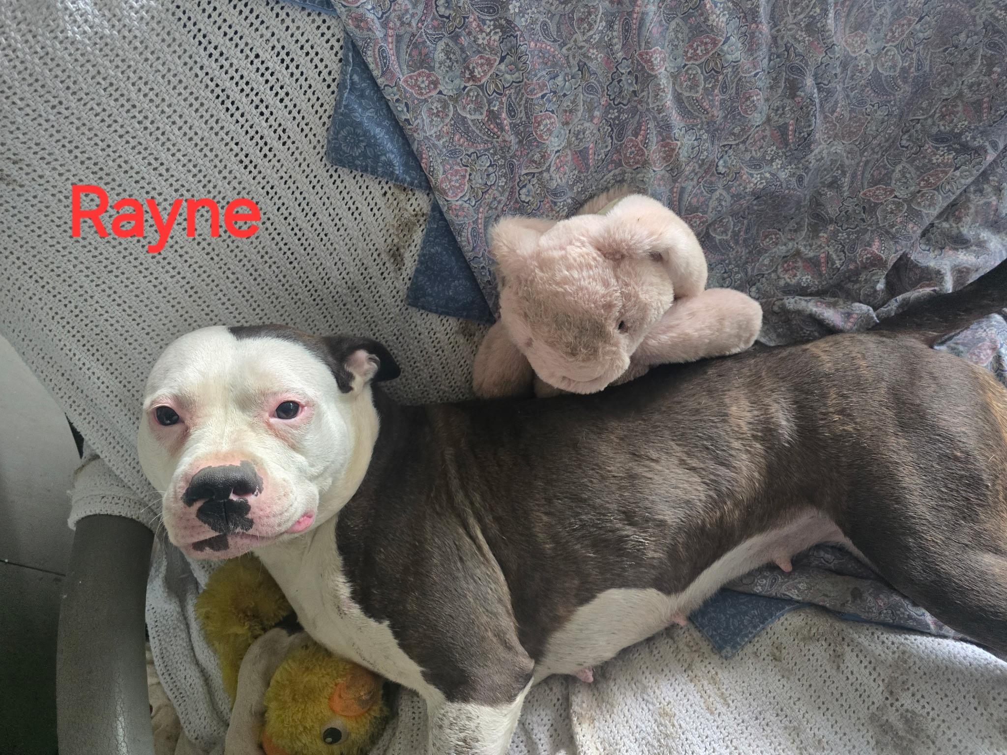 Rain/Rayne, a ADOPTABLE Pit Bull Terrier in Bristol, VT image 5/6
