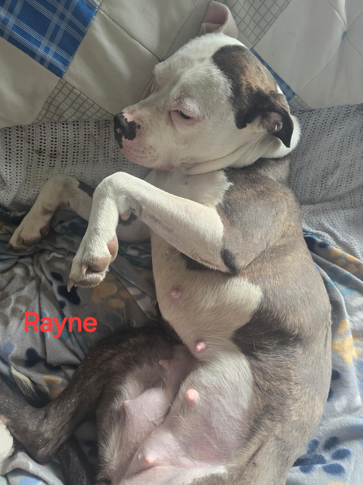 Rain/Rayne, ADOPTABLE, Young Female Pit Bull Terrier.