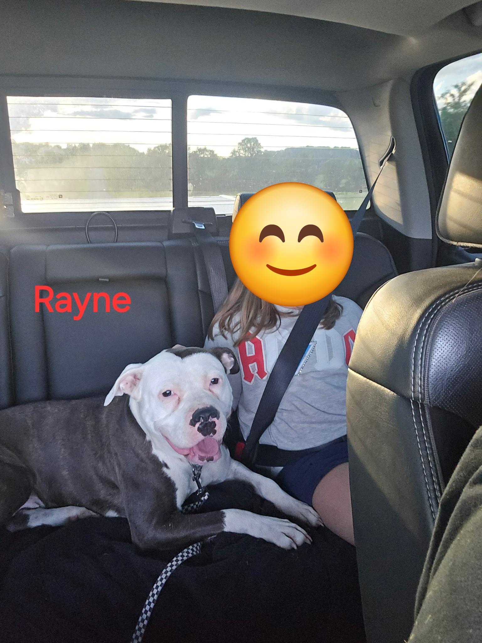 Rain/Rayne, a ADOPTABLE Pit Bull Terrier in Bristol, VT image 6/6