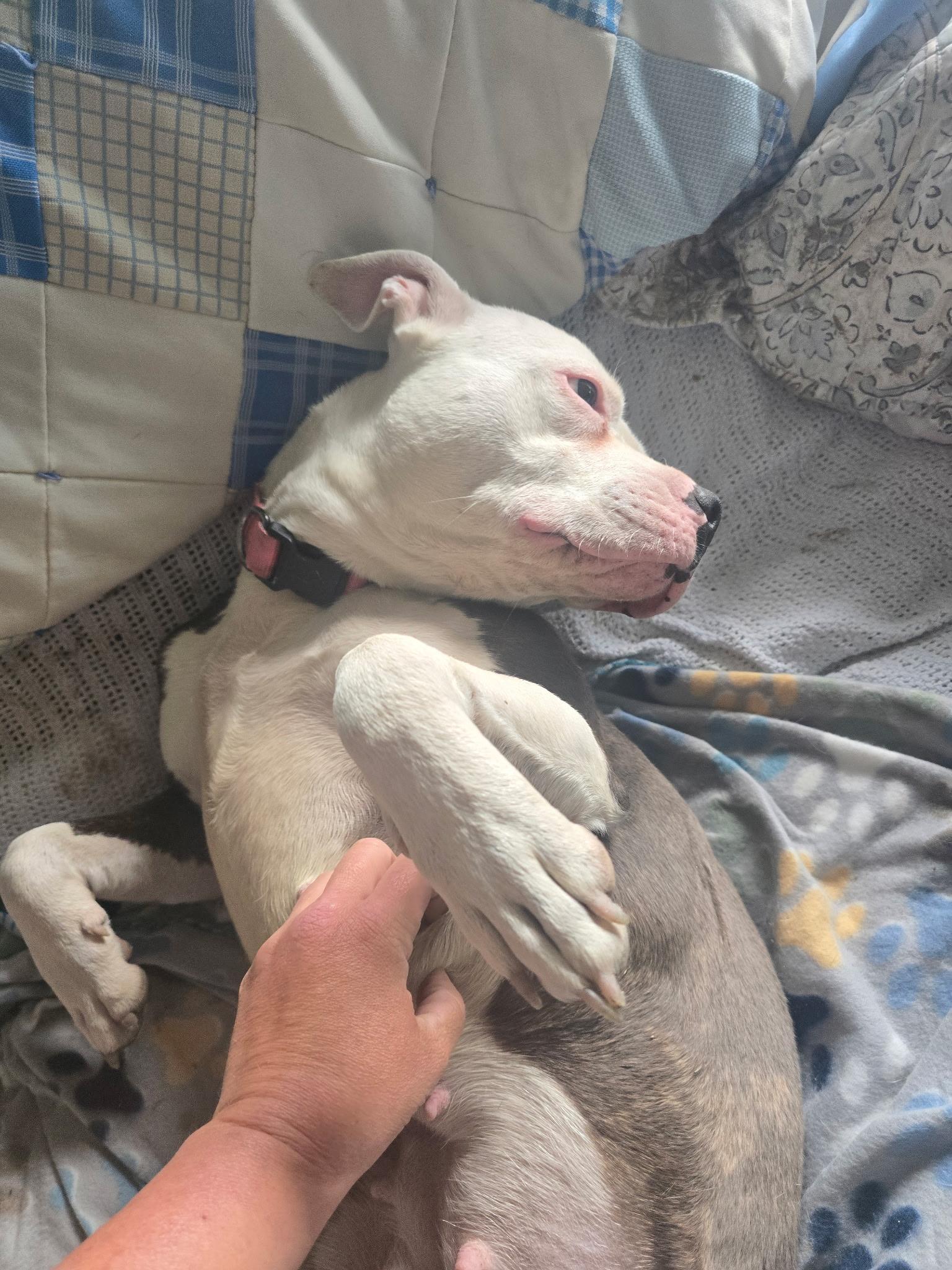 Rain/Rayne, a ADOPTABLE Pit Bull Terrier in Bristol, VT image 2/6