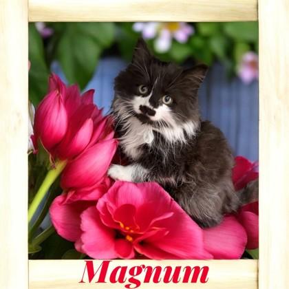 Magnum, ADOPTABLE, Kitten Male Domestic Long Hair.