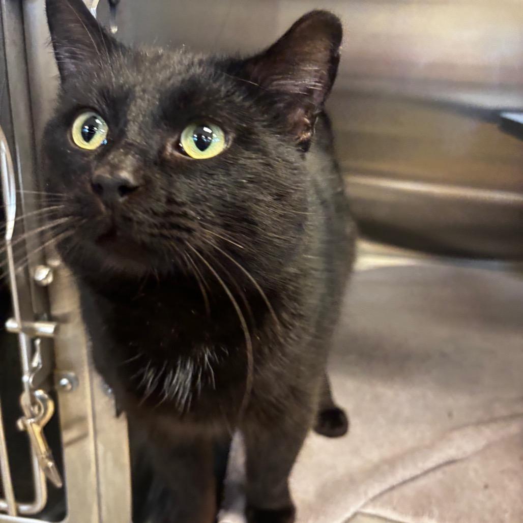 Kirk — thumbnail 2