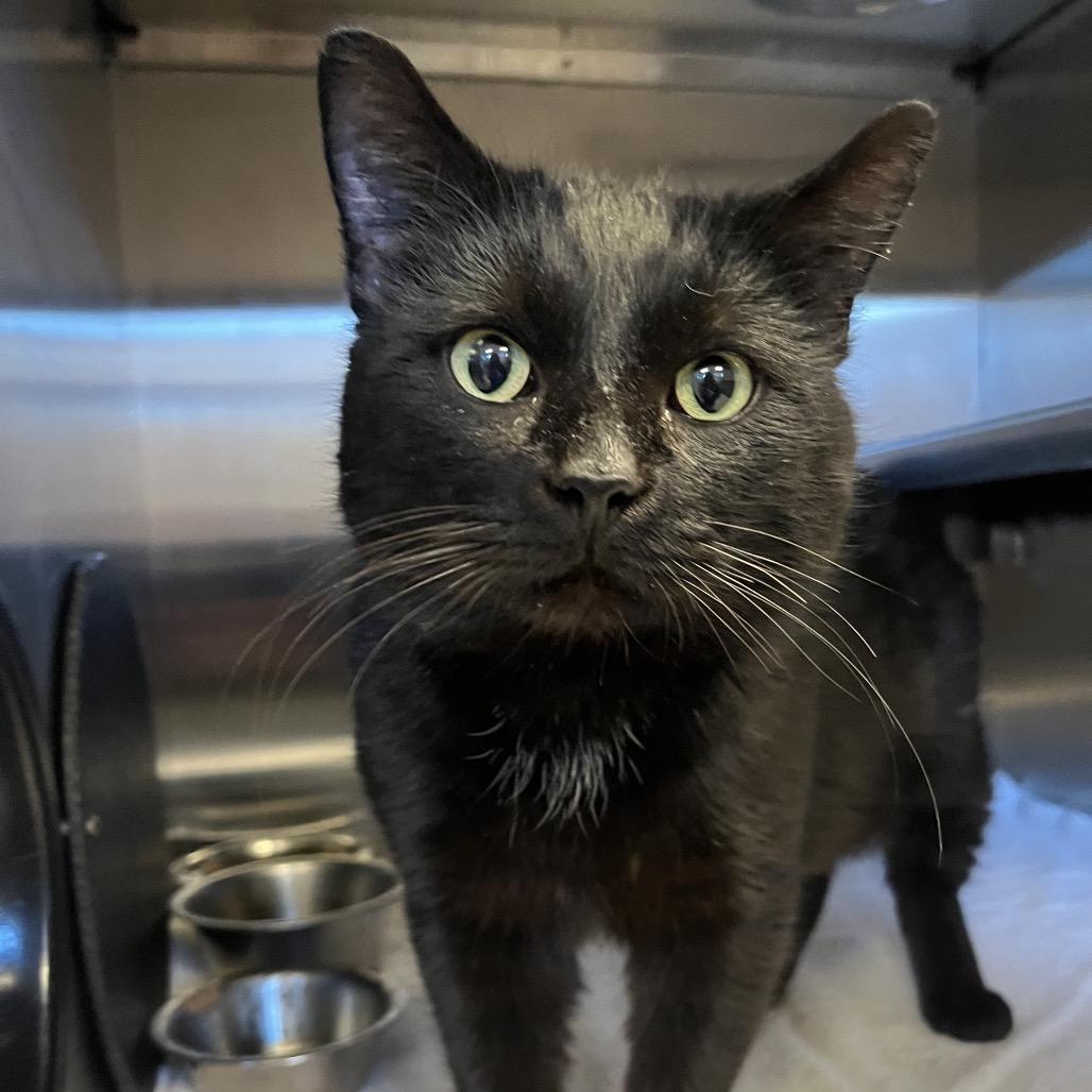 Kirk, Adoptable, Adult Male Domestic Short Hair.