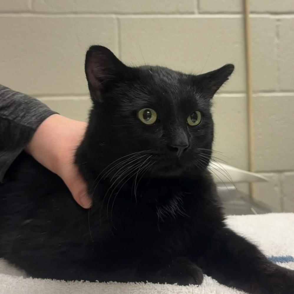 Kirk — thumbnail 5