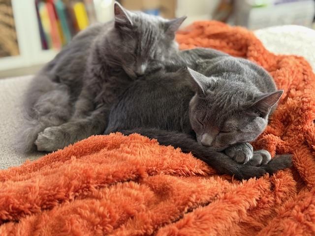 Enlarge Buttercup (5.5 months), a Adoptable mixed breed in Los Angeles, CA image 3/5