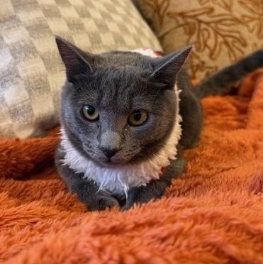 Enlarge Buttercup (5.5 months), a Adoptable mixed breed in Los Angeles, CA image 4/5