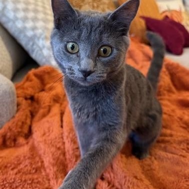 Buttercup (5.5 months), Adoptable, Young Female Russian Blue & Domestic Short Hair.