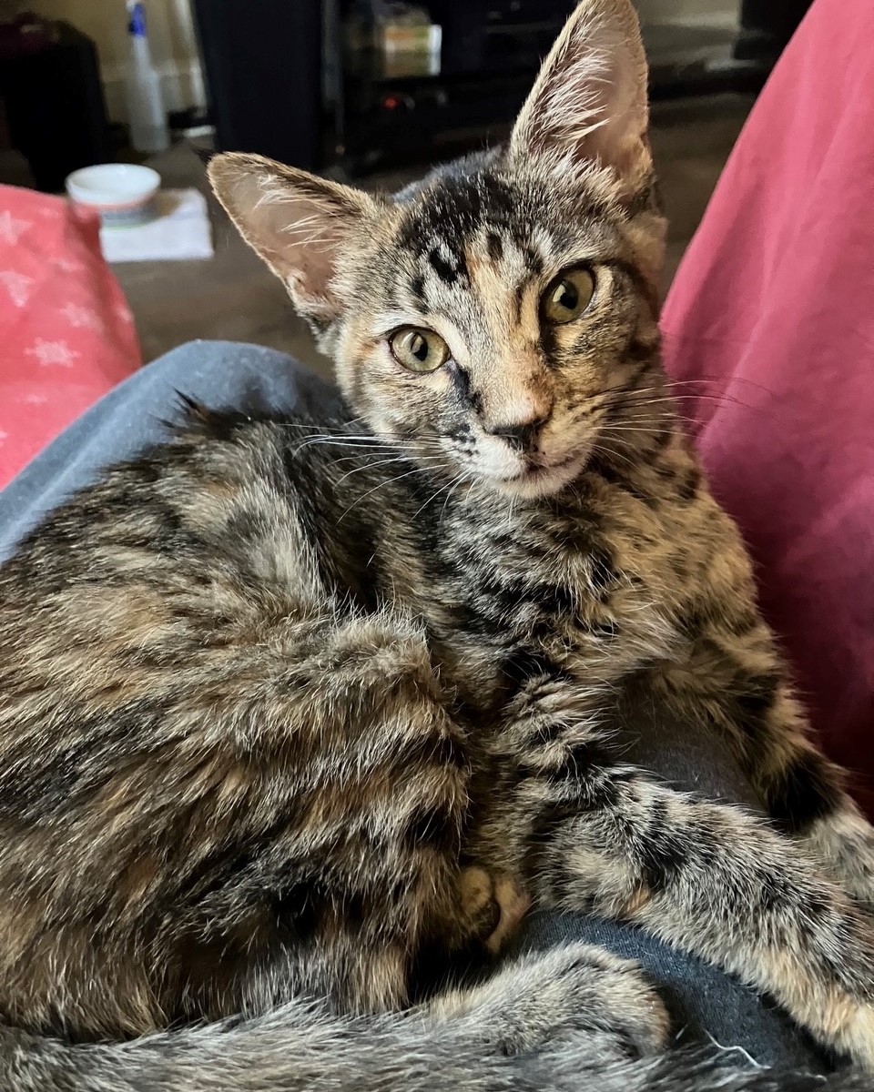 Dolly, Adoptable, Kitten Female American Shorthair.