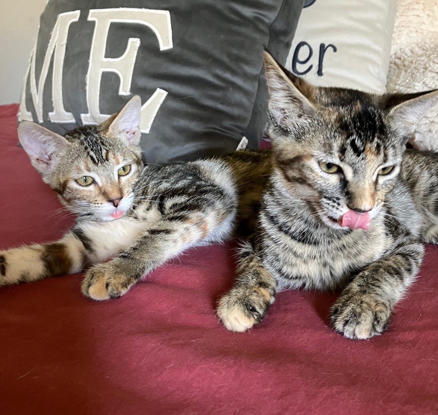 Dolly, a Adoptable American Shorthair in Merced, CA image 2/4