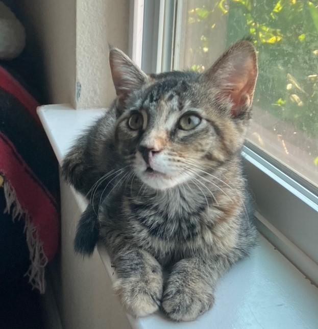 Dolly, a Adoptable American Shorthair in Merced, CA image 3/4