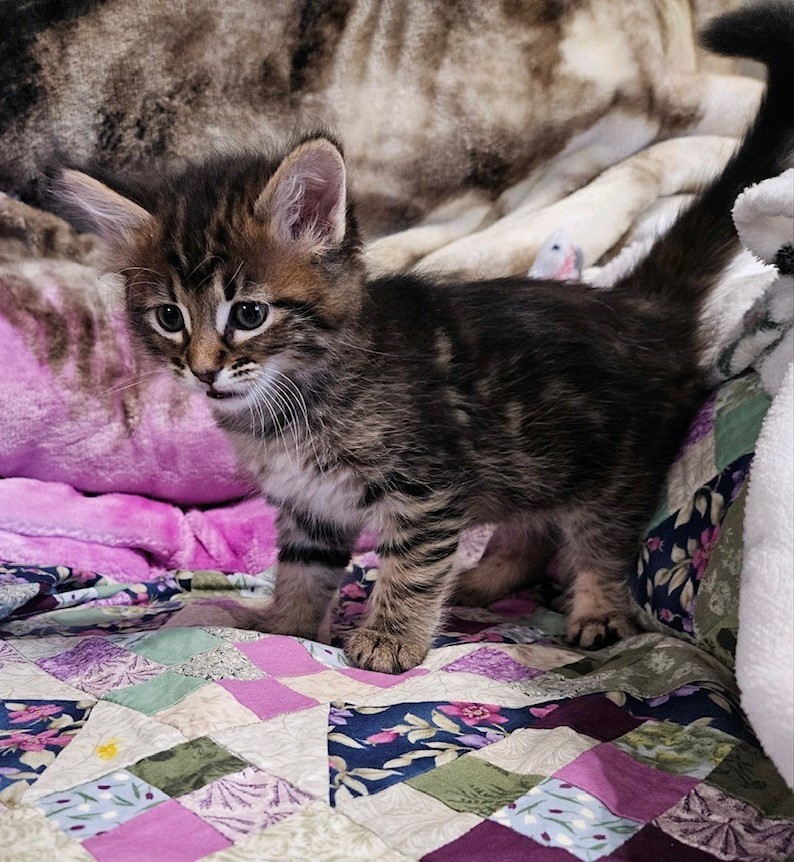 Dolly, a Adoptable American Shorthair in Merced, CA image 4/4