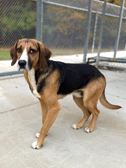 Gravy, Adoptable, Adult Male Hound & Mixed Breed.