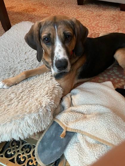 Enlarge Gravy, a Adoptable mixed breed in King William, VA image 2/3