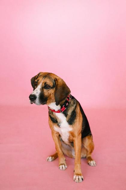 Enlarge Gravy, a Adoptable mixed breed in King William, VA image 1/3