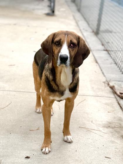Enlarge Gravy, a Adoptable mixed breed in King William, VA image 3/3