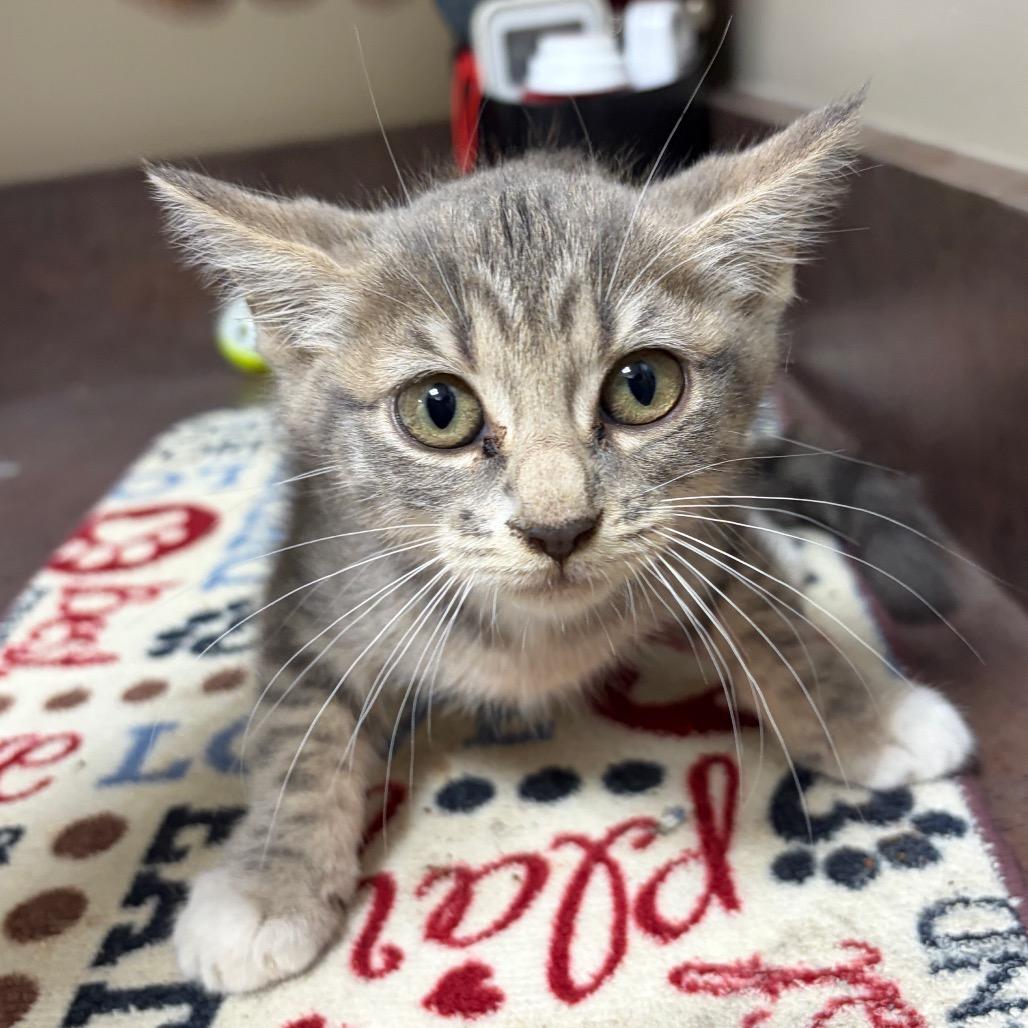 Meowlificent, Adoptable, Kitten Female Domestic Short Hair.